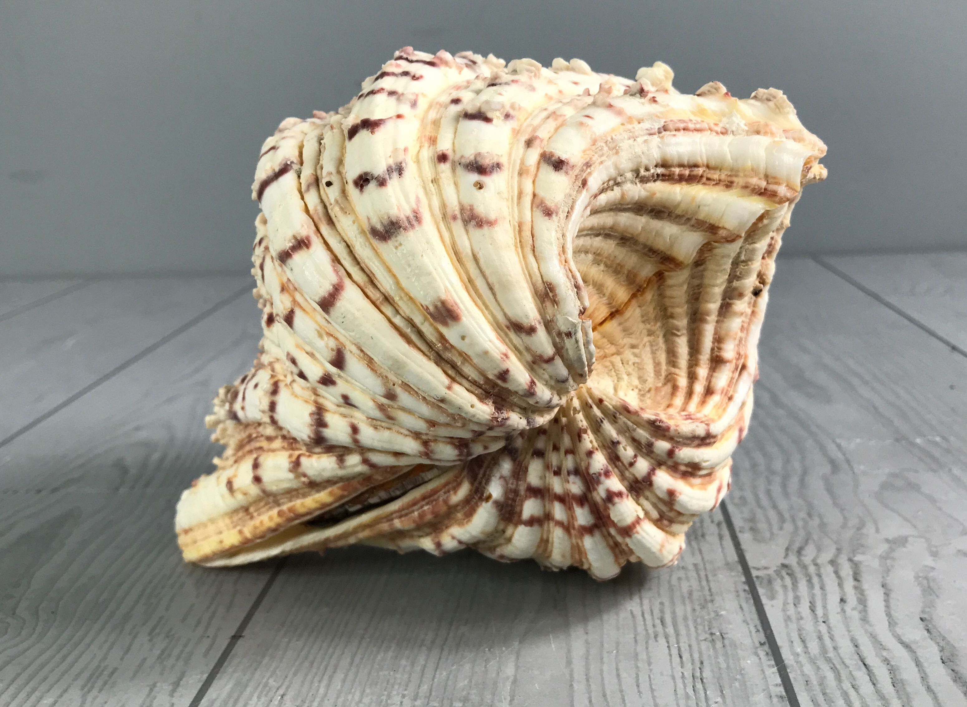 Beautiful Full Giant Bear Paw Hippopus Clam Shell - Salt Water Sea Shell