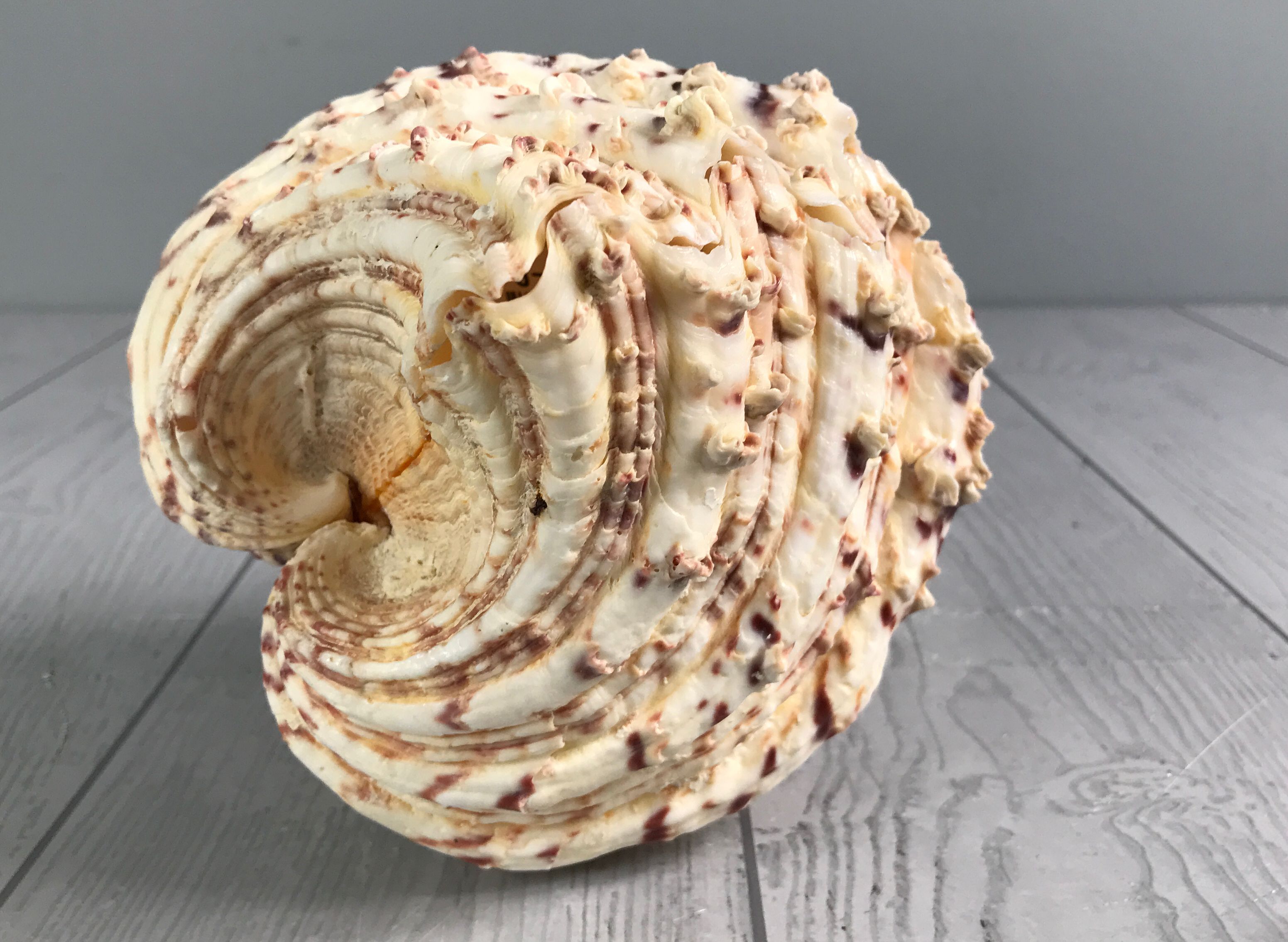 Beautiful Full Giant Bear Paw Hippopus Clam Shell - Salt Water Sea Shell