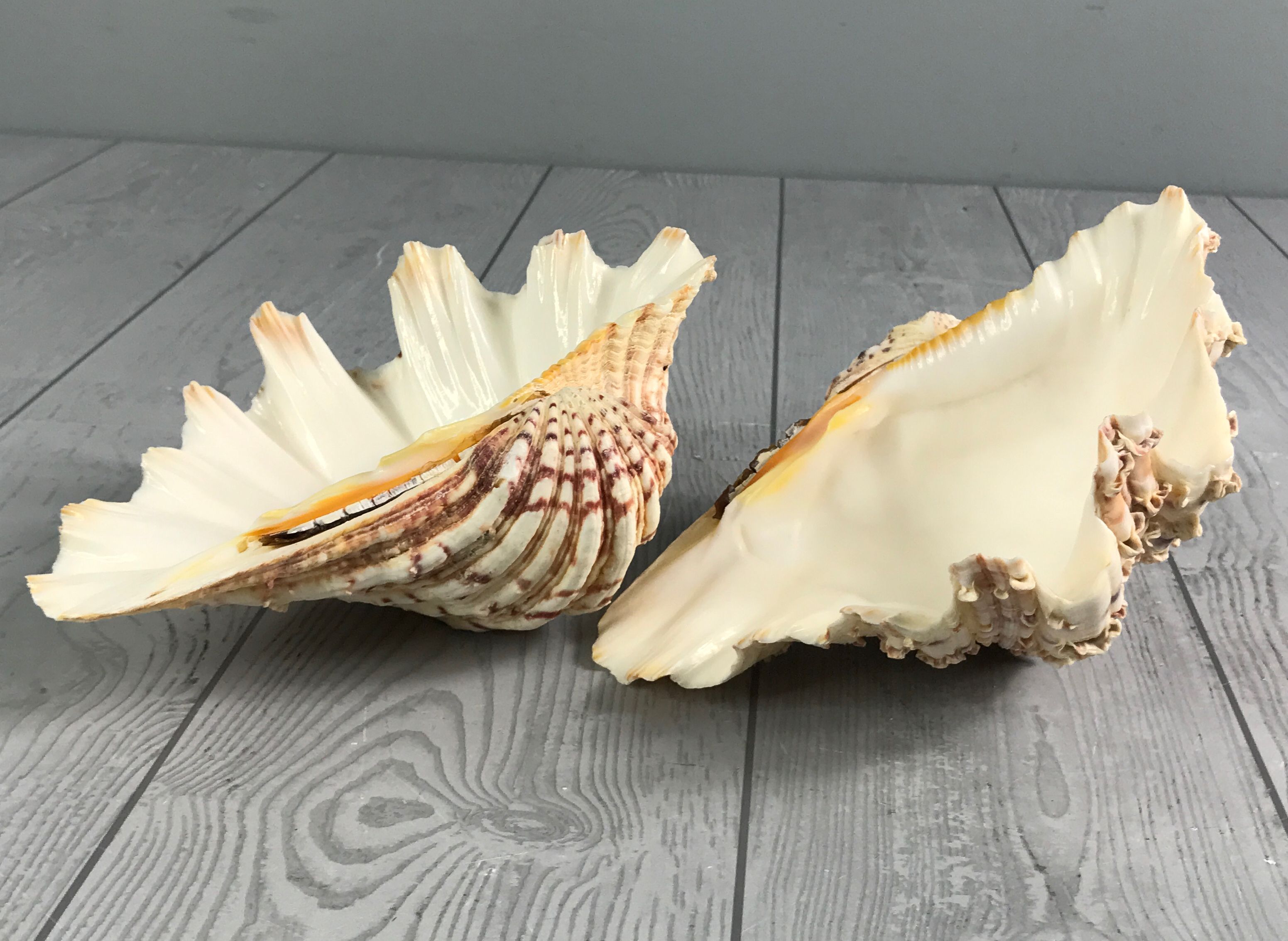 Beautiful Full Giant Bear Paw Hippopus Clam Shell - Salt Water Sea Shell