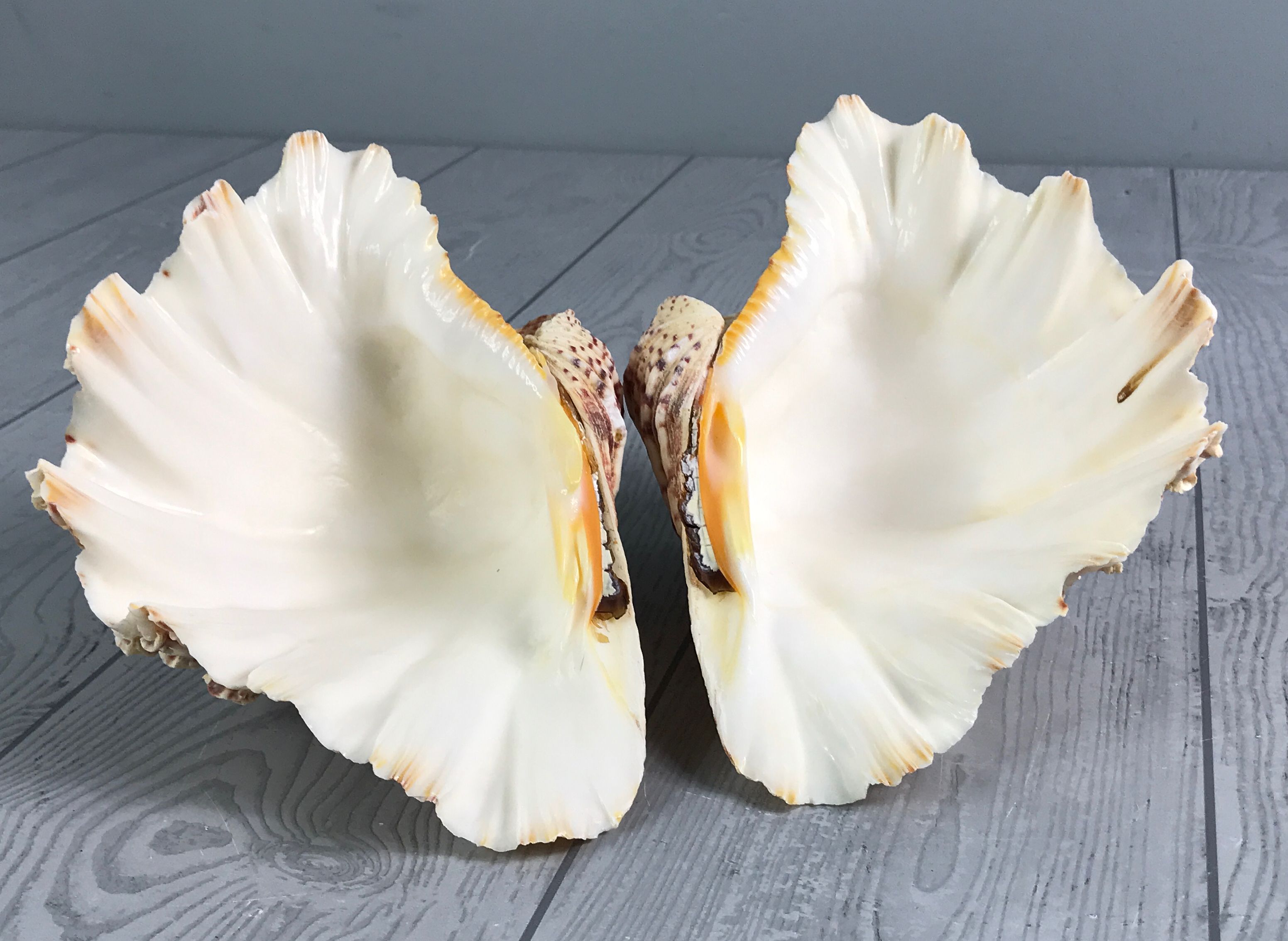 Beautiful Full Giant Bear Paw Hippopus Clam Shell - Salt Water Sea Shell