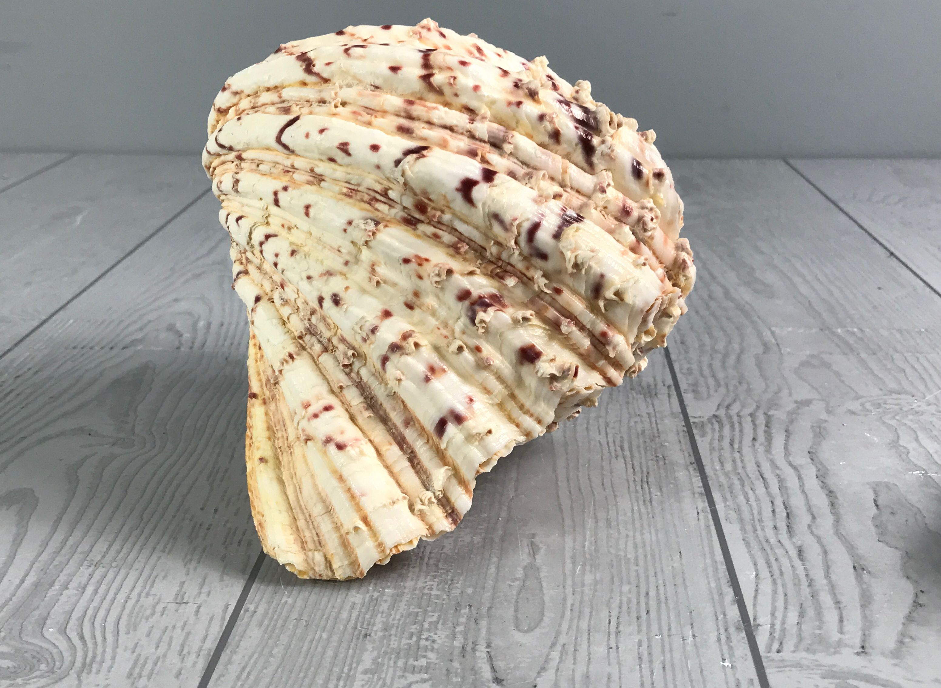 Beautiful Full Giant Bear Paw Hippopus Clam Shell - Salt Water Sea Shell